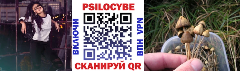 закладка  Калининец  Псилоцибиновые грибы Cubensis 